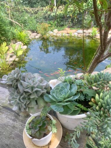 a group of potted plants sitting next to a pond at Homestay Đồi Sương Trắng in Da Lat