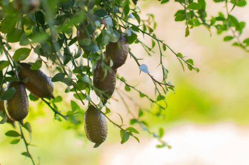 a bunch of avocado fruits hanging from a tree at Domaine de la Cascade Parfumée in Grasse