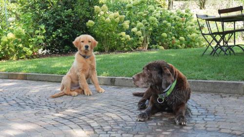 two dogs sitting next to each other on a brick sidewalk at Appartamento i Sentieri 29c in Dro