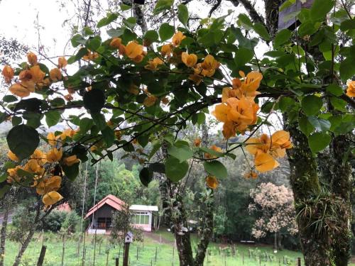 Taman di luar Chalé com Vista para Vinhedo e Natureza