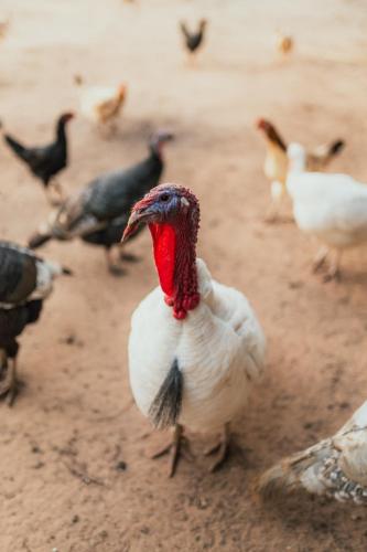 a white chicken with a red head standing in the dirt at Gaúcha Pesca, Lazer e Pousada in Guaíra
