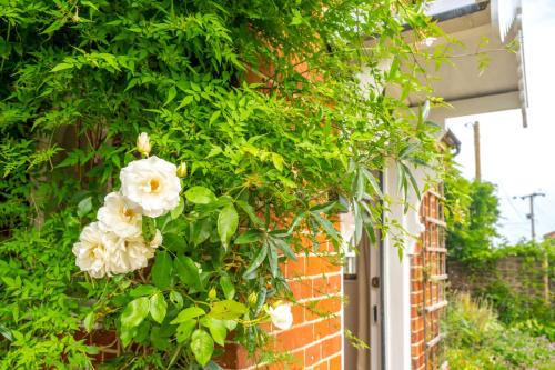 a bush of white flowers on the side of a building at Cutbush Farm House in Hingham