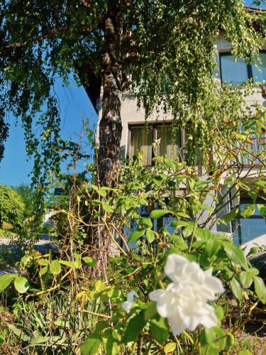 a tree with white flowers in front of a building at Apartman Alinac in Cazin