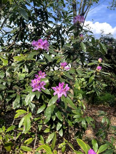 a bush with purple flowers on a tree at Maison François in Oostkamp