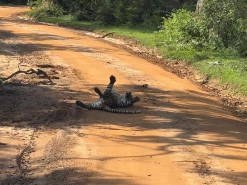 Φωτογραφία από το άλμπουμ του Yala Mobile Camping inside the National Park σε Katagamuwa