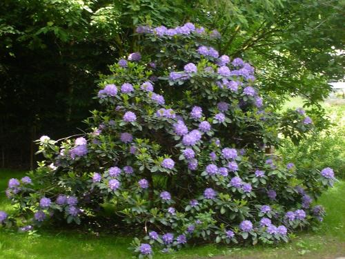 a large bush of purple flowers in a yard at Ferienhaus in Vogtland in Trieb