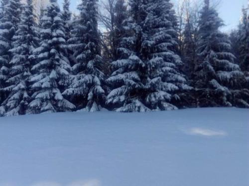 a group of trees with snow on them at Ferienhaus in Vogtland in Trieb
