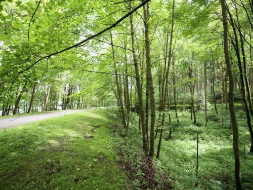a path through a forest with green grass and trees at Ferienhaus in Vogtland in Trieb
