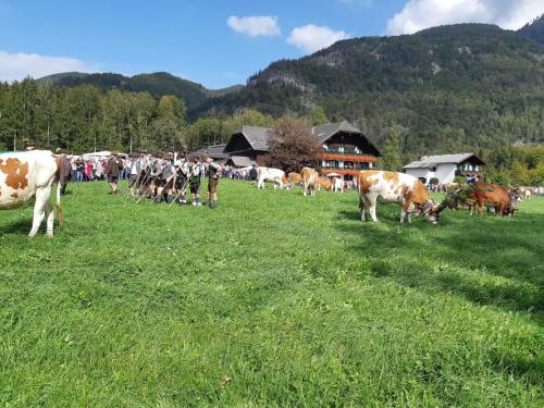 a herd of cows grazing in a field of grass at Apartment am Wolfgangsee in Strobl