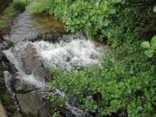 a stream of water in the middle of plants at Schwarzwald-Ferienwohnung auf dem Bauernhof in Schuttertal