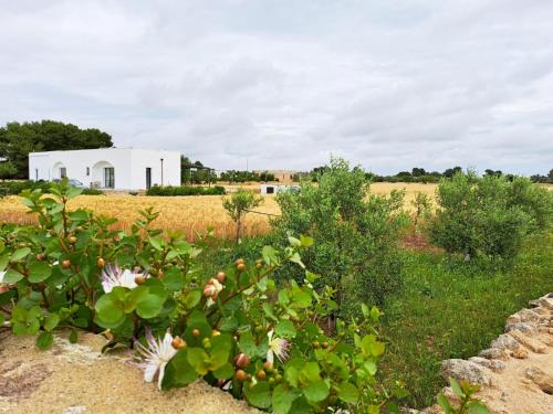 a white building in the middle of a field at Casina Pompiliano in Nardò