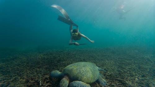 a person swimming in the ocean next to a turtle at Taatoh Seaview Resort - SHA Plus in Koh Tao