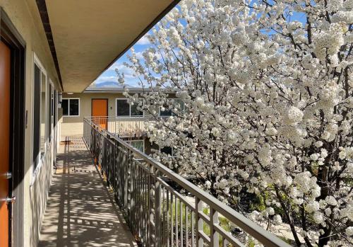 a balcony with a tree with white flowers on it at Bright Top Floor-King Bed-Parking-Fast Wi-Fi in Walnut Creek