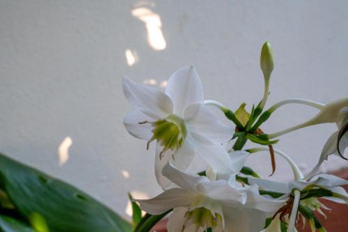 a bunch of white flowers in a vase at Ohana Guest House in Crève Coeur