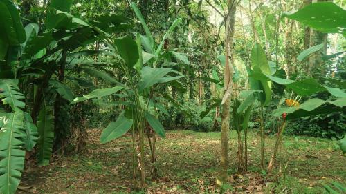 Un jardín fuera de Casa Moabi