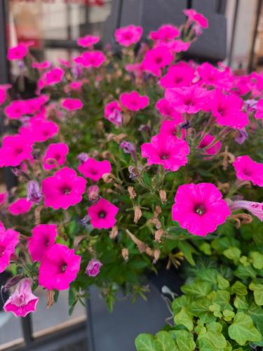 a bunch of pink flowers in a pot at FeWo Goslar Harz in Goslar