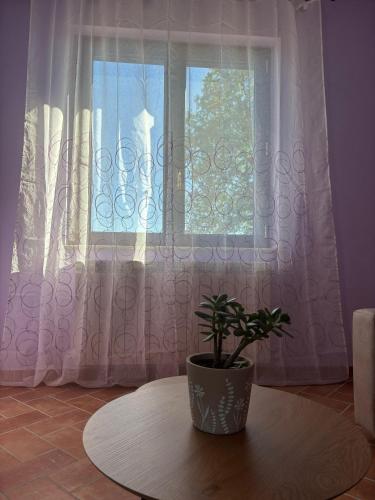 a potted plant sitting on a table in front of a window at Casale dei Gelsomini - Country House in Poggio