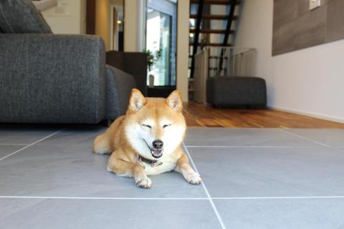 a dog laying on the floor in a room at Izumo-shuku MAICHI STAY - Vacation STAY 00202v in Izumo