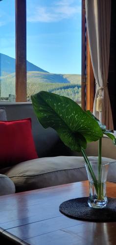 una planta verde en un jarrón de cristal sobre una mesa en Summer Villa, en Mossel Bay