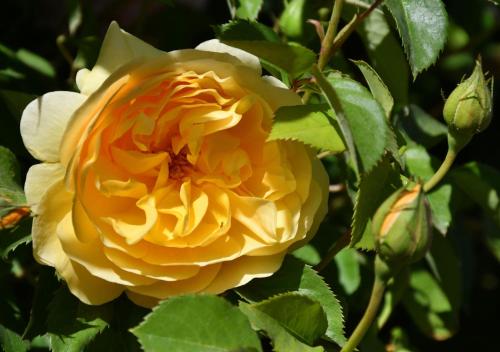 an orange and white rose with green leaves at Aparts La Balconada by DOT Suites in Villa Pehuenia