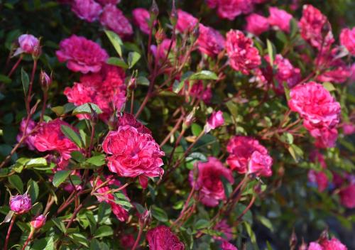 a bunch of pink flowers in a garden at Aparts La Balconada by DOT Suites in Villa Pehuenia