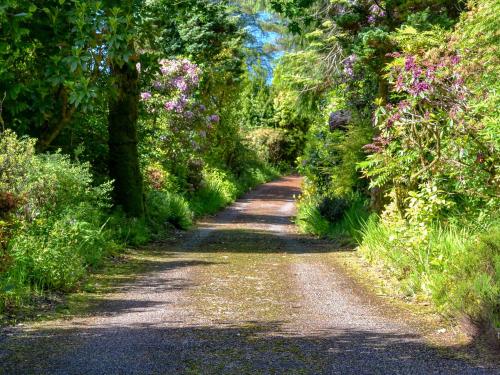 a dirt road with trees and flowers on both sides at Dunyvaig in Colintraive