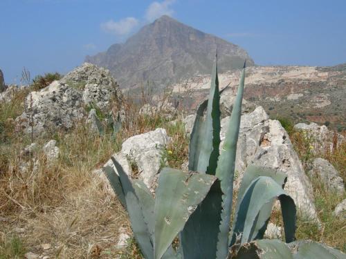 a green plant next to some rocks and a mountain at B&B Aurora in Custonaci
