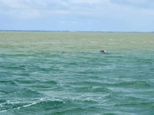 a animal swimming in the water in the ocean at Modern Oasis in Marielyst - By Traum Ferienwohnungen in Marielyst
