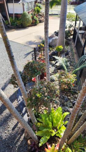 a garden with a fence with flowers and plants at T's Resort & Motel in Port Macquarie