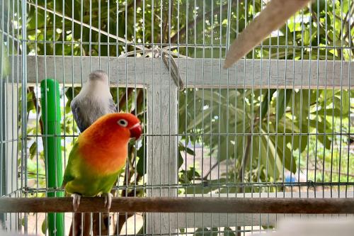 two birds sitting on a pole in a cage at Bann Kam B&B in Krabi town