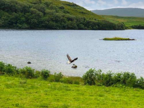 a bird flying over a large body of water at Ledmore in Arle