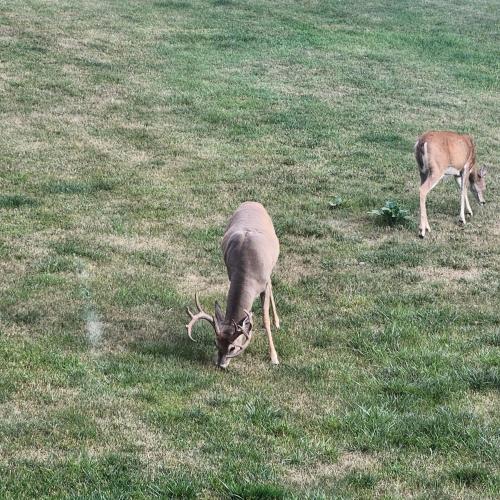 two deer grazing in a field of grass at Ponderosa Hideaway-ATV, Hiking, Snowmobiling, Hunting & Casino Fun in Deadwood