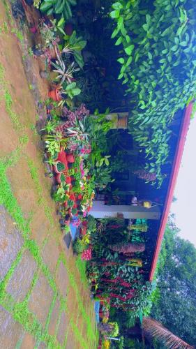 a bunch of potted plants on a wall at Edgestay in Mudigere