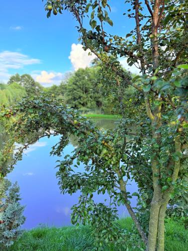 a tree in front of a body of water at Restauracja i Noclegi Izba Rybacka w Krainie Wygasłych Wulkanów in Podgórki