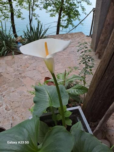 a white flower is growing in a garden at House Maclura Jablanica Lake in Železnička Stanica Ostrožac