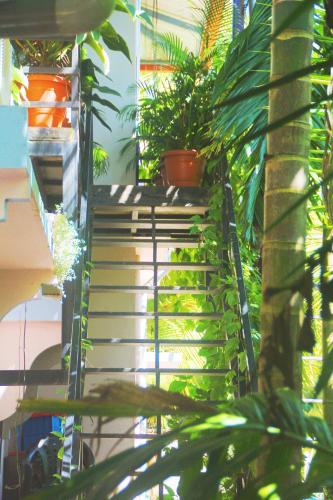 a set of stairs with potted plants on them at Fraydel Homestay in Honāvar
