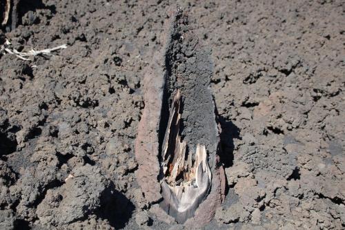 an animal foot in the mud in a field at Rifugio Il Ginepro dell'Etna in Linguaglossa