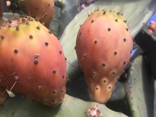 a close up of a prickly cactus at Residenza Caserta Sud - Appartamento con giardino in Caserta