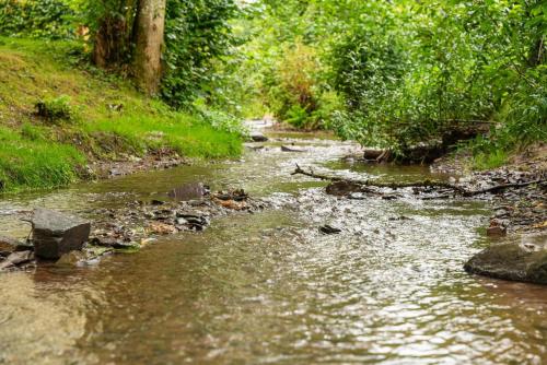 a stream of water with rocks in a forest at Tiny Loft | 2 personen in Fouhren
