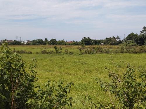 a field of green grass with trees in the background at Seri Desa Homestay in Kuala Terengganu