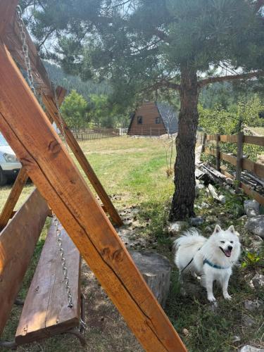 a white dog sitting next to a wooden bench at Cottage Angel in Žabljak