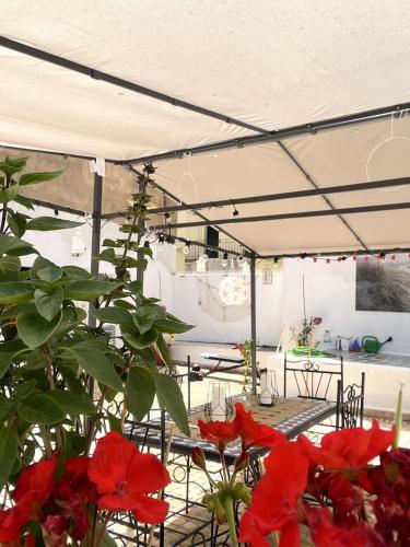 a group of red flowers sitting under a tent at Dar EL BAHIA - Spacious flat with large Terrace in Casablanca