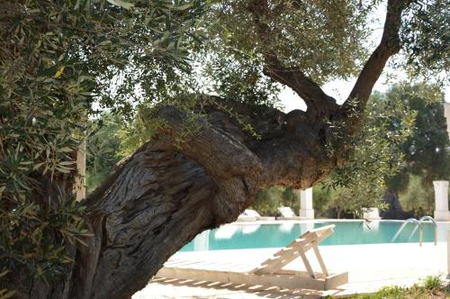 a tree with a bench in front of a pool at Agriturismo Masseria San Leonardo in Savelletri di Fasano