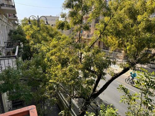 a tree on the side of a city street at Sahil Boutique Hotel in Baku