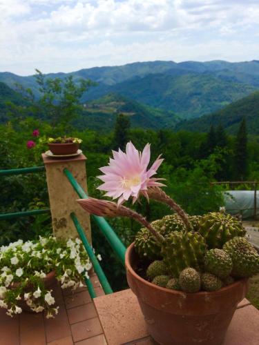 a pink flower in a potted plant on a balcony at House With Panoramic Terrace in Longoio