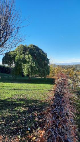 a path in a field with a tree in the background at Casa Nonna Ada in Cisterna dʼAsti
