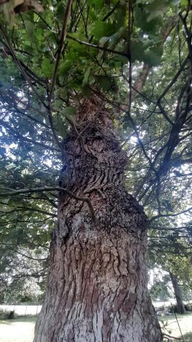 a close up of the trunk of a pine tree at Cottage près de Rennes in Le Rheu