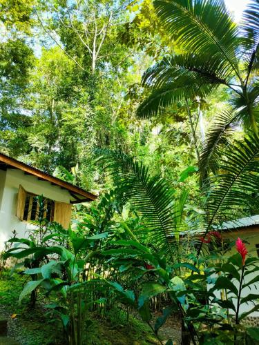Finca Ardilla Jungle Lodgeにある庭