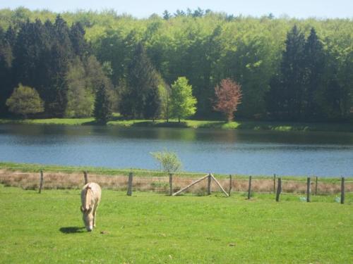 a horse grazing in a field next to a lake at Geel Chalet in Netevallei in Geel