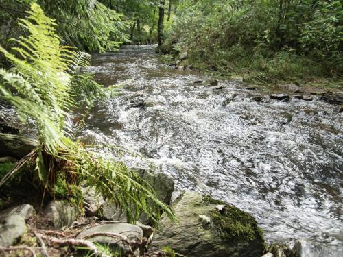 a stream of water with rocks and trees at Majestic Stay in Deutschneudorf in Deutschneudorf